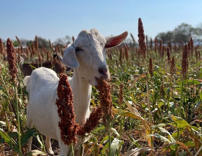 Cabaña campo de vida