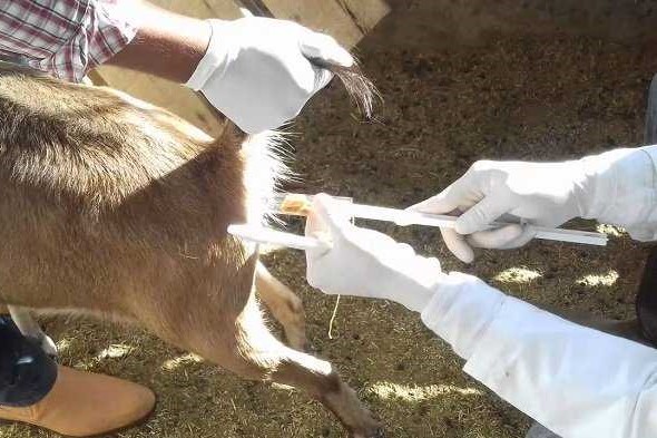 induccion de ciclo caprinos