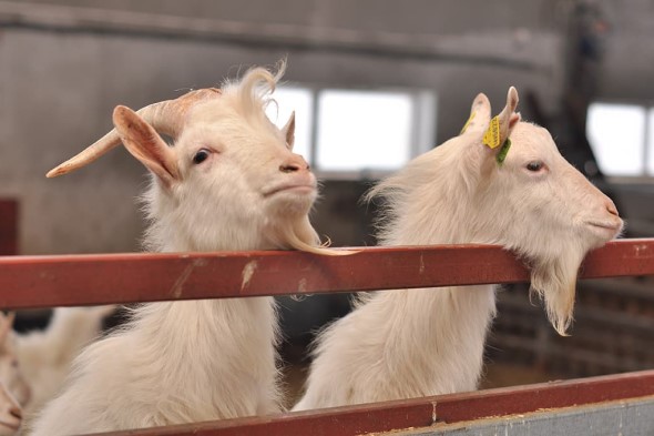 control zootecnico del rebaño caprinos