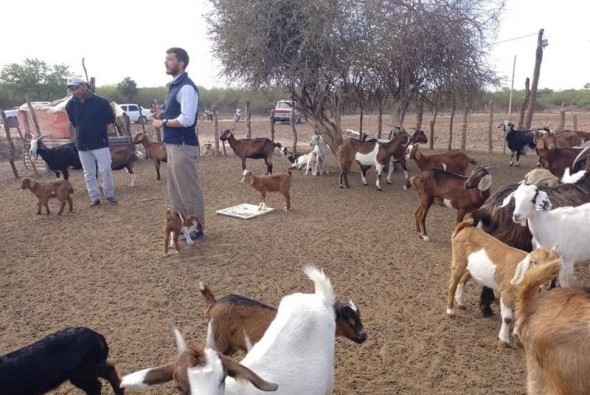 capacitacion caprinos