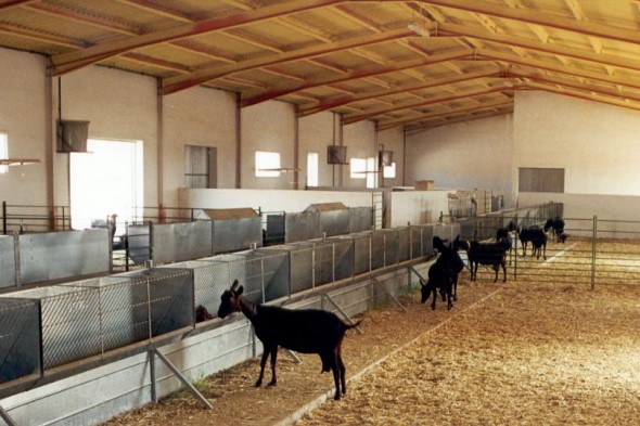 instalacion y gestion granjas de caprinos